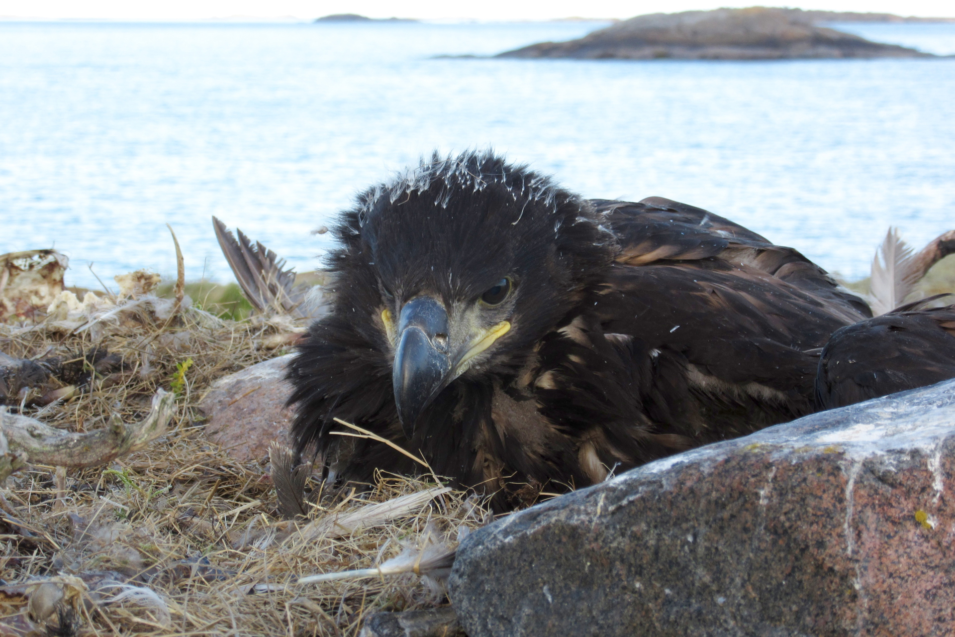 A white-tailed eagle chick / Photo: E. Kosonen