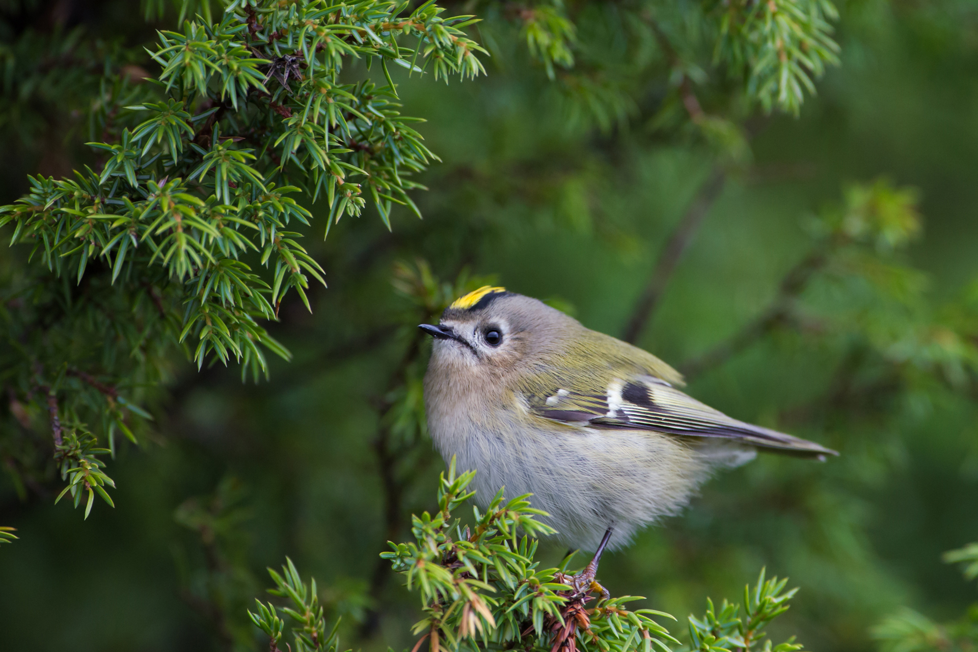 Goldcrest (Regulus regulus) / Photo: V-M. Suhonen