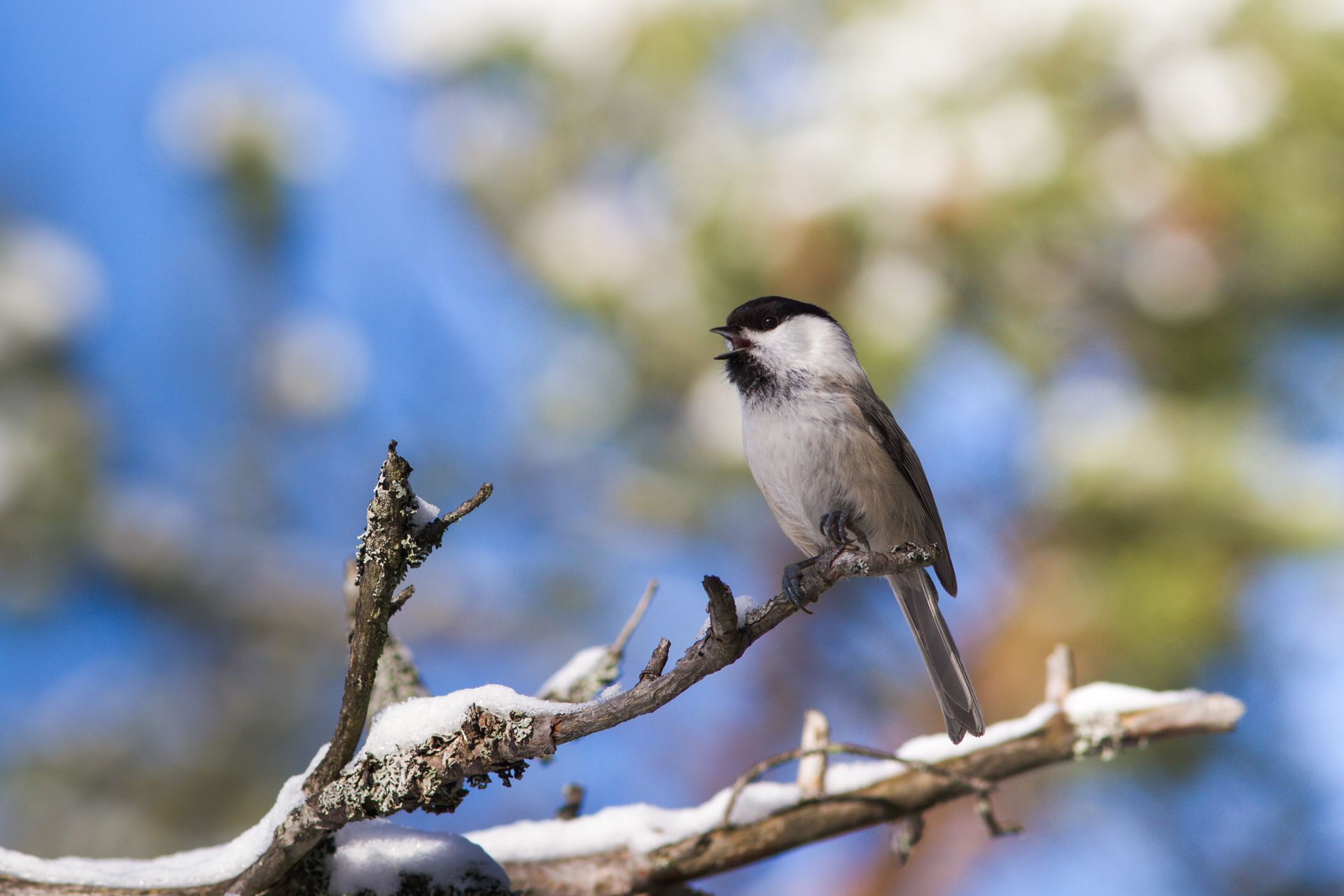 Willow tit (Poecile montanus) / Photo: V-M. Suhonen