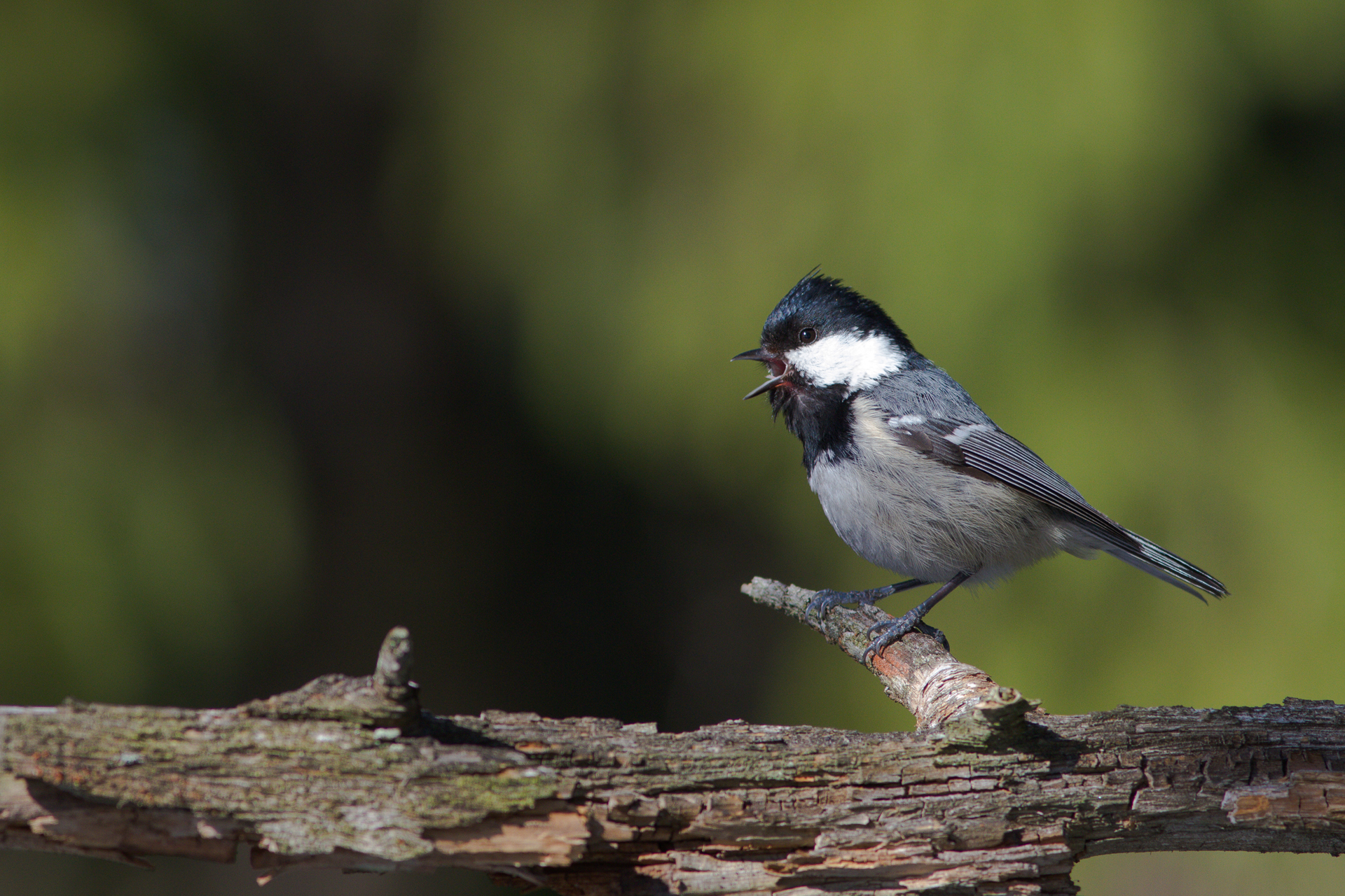 Coal tit (Periparus ater) / Photo: V-M. Suhonen