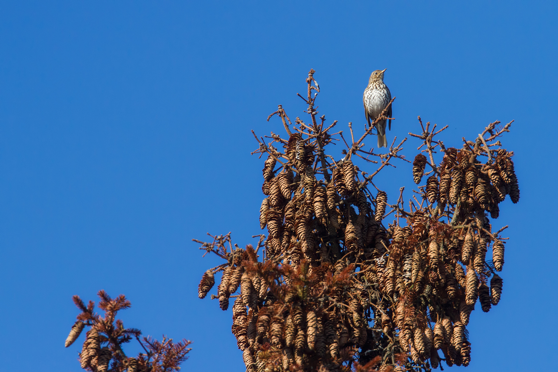 Laulurastas (Turdus philomelos) / Kuva: A. Kuusela