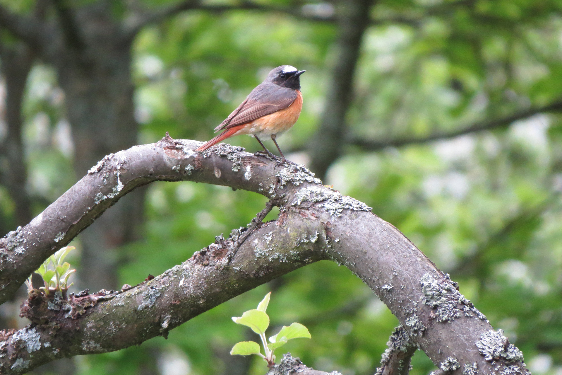 Rödstjärt (Phoenicurus phoenicurus) / Bild: Åbo stads miljöskydd