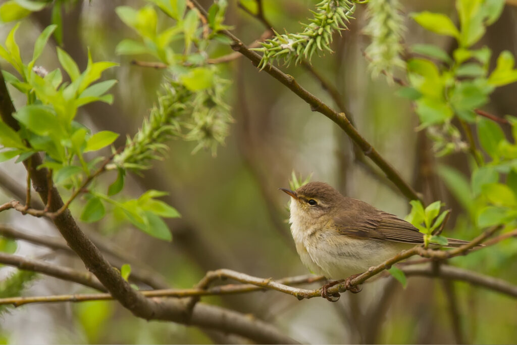 Lövsångare (Phylloscopus trochilus) / Bild: A. Kuusela