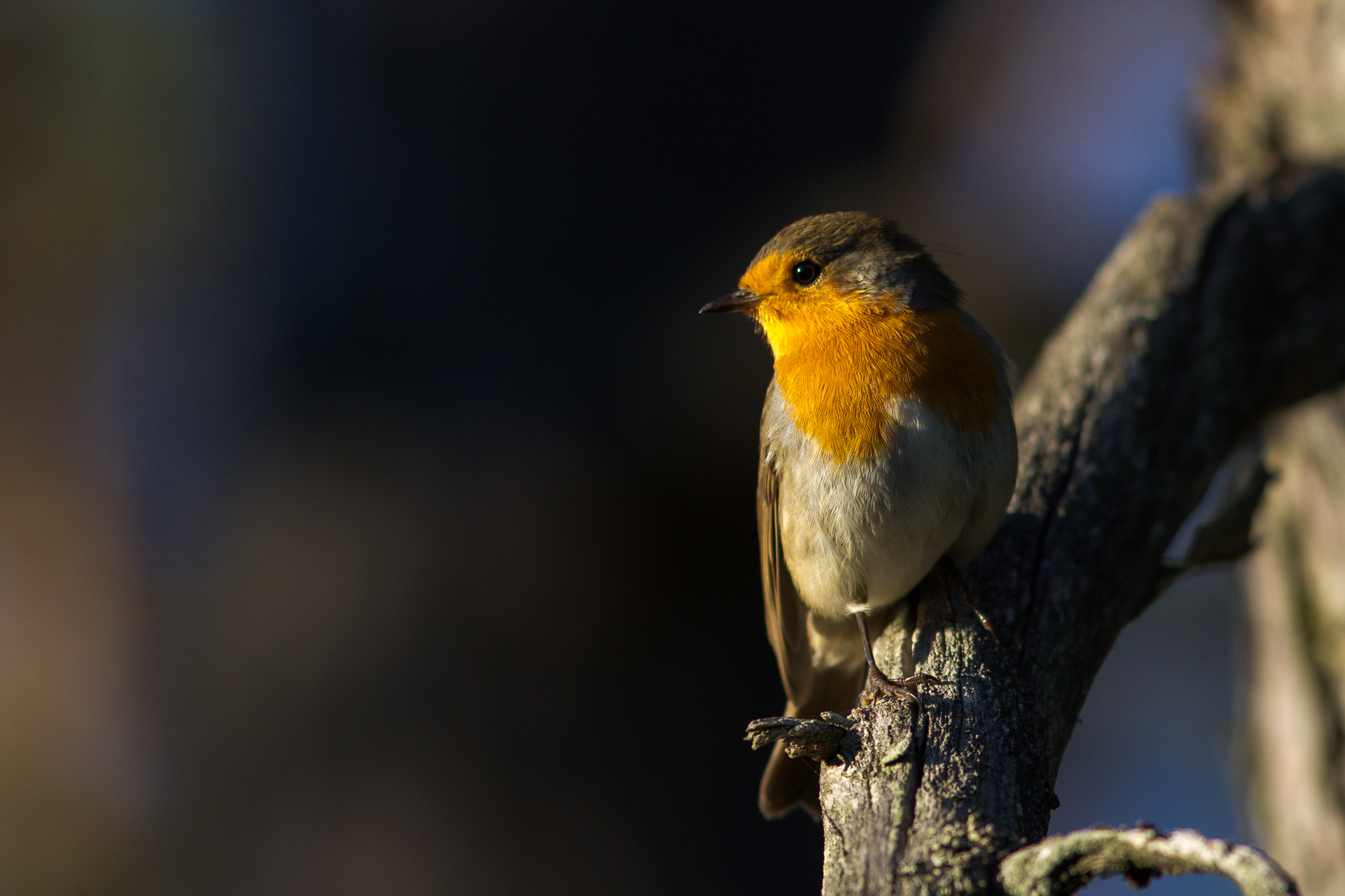 Punarinta (Erithacus rubecula) / Kuva: V-M. Suhonen