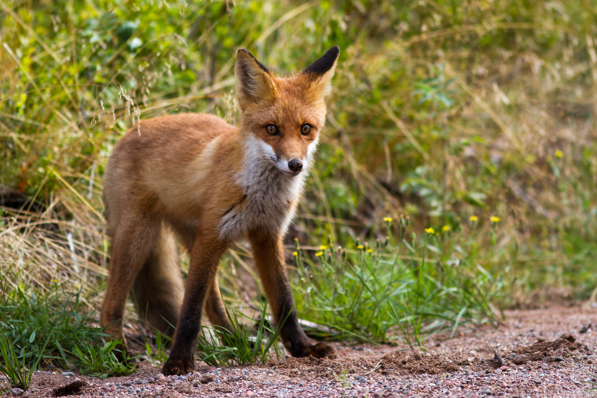 Red fox / Photo: V-M. Suhonen