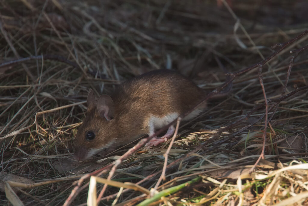 Yellow-necked wood mouse / Photo: A. Kuusela