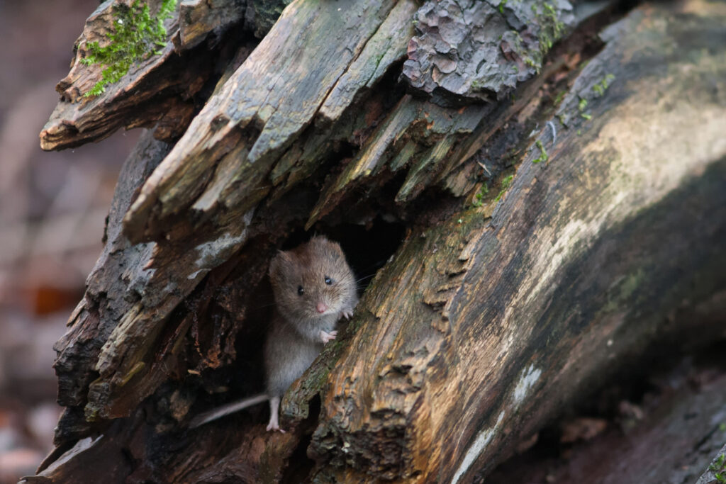 Bank vole / Photo: A. Kuusela