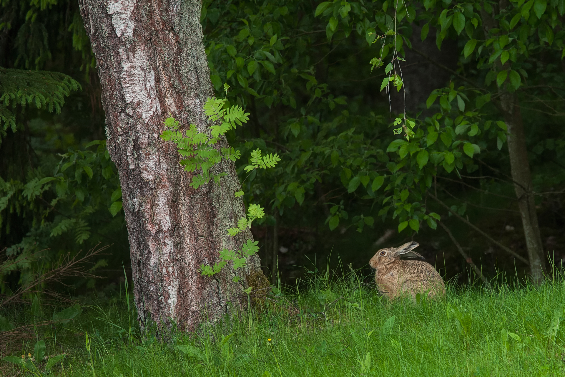 Brown hare / Photo: A. Kuusela