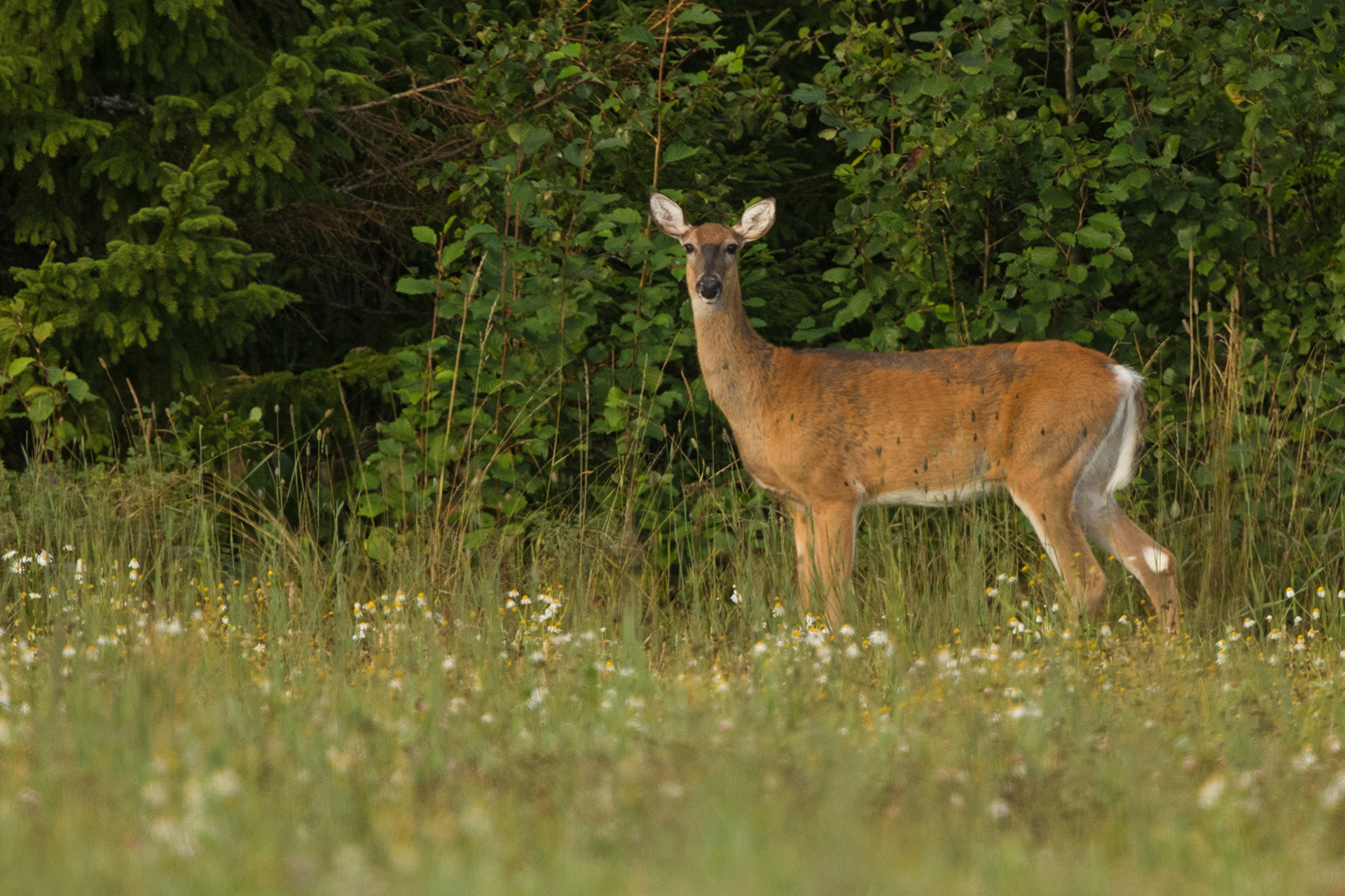 White-tailed deer / Photo. A. Kuusela