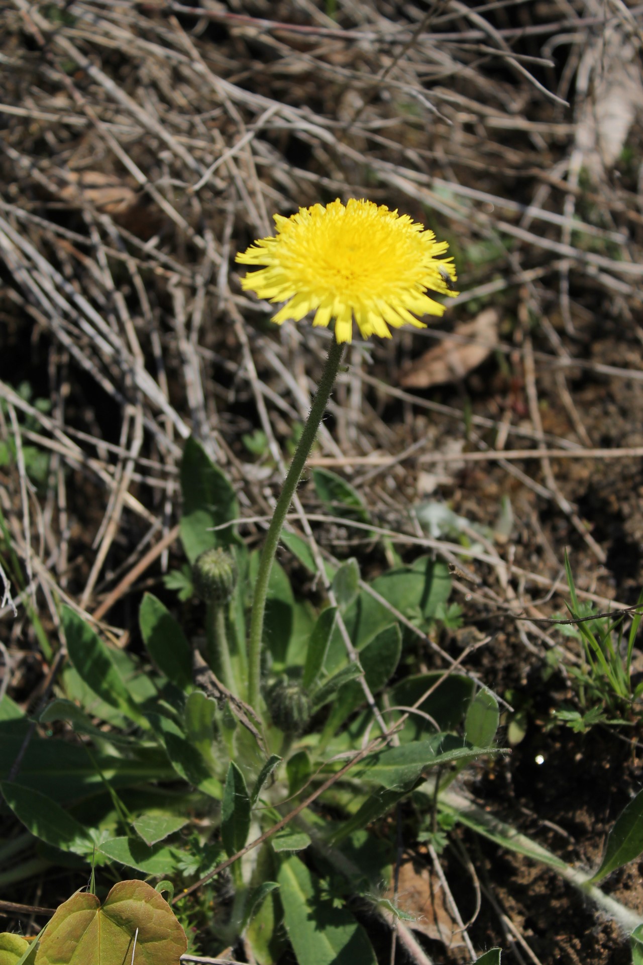 Gråfibbla (Hieracium pilosella) / Bild: J. Lampinen