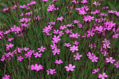 Ketoneilikka (Dianthus deltoides) / Kuva: J. Lampinen