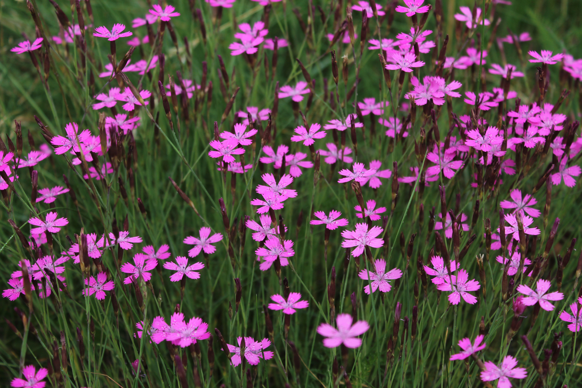 Backnejlika (Dianthus deltoides) / Bild: J. Lampinen