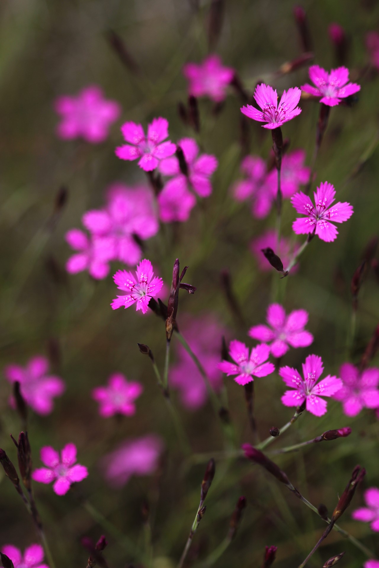 Maiden pink (Dianthus deltoides) / Photo: J. Lampinen