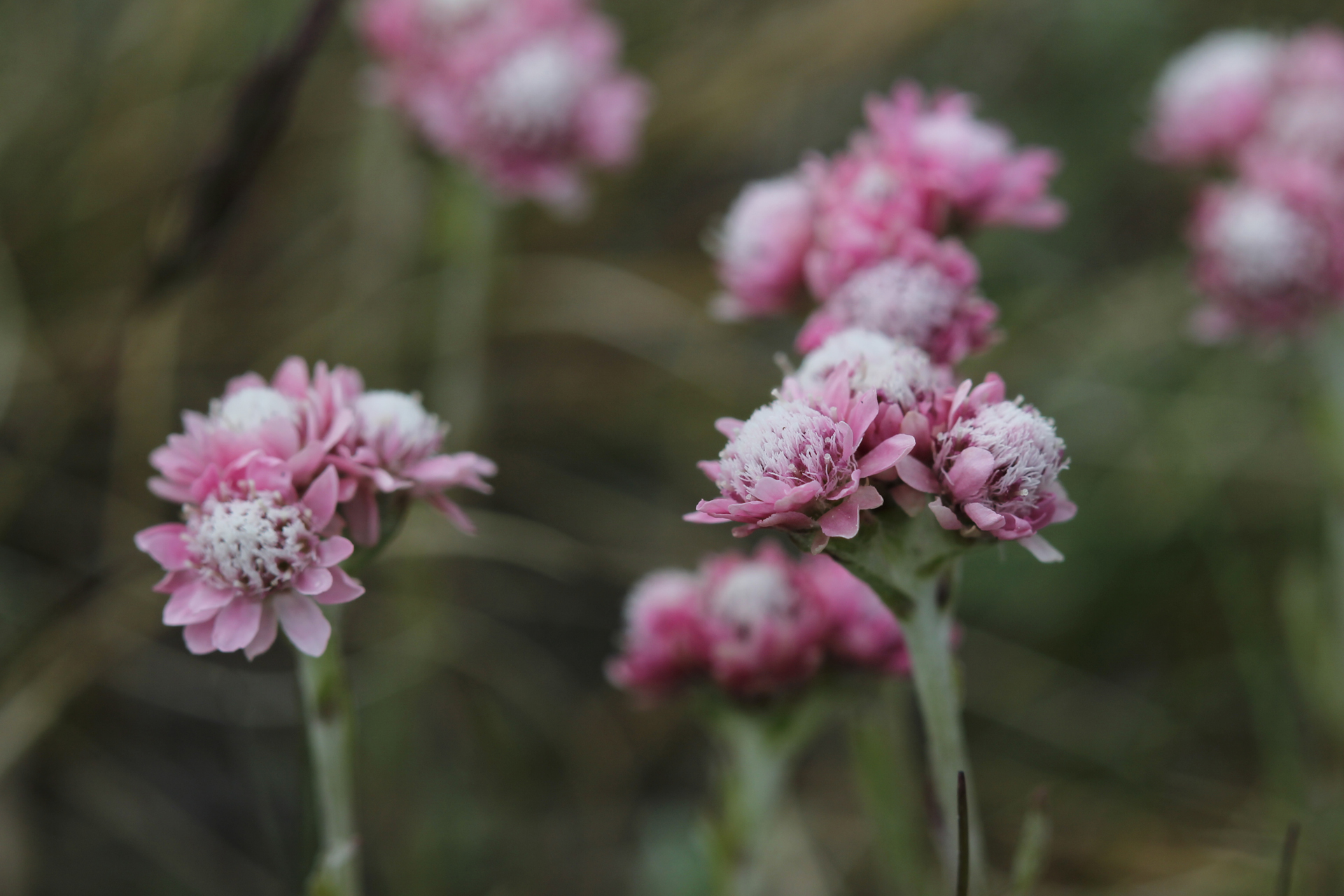 Mountain everlasting (Antennaria dioica) / Photo: J. Lampinen