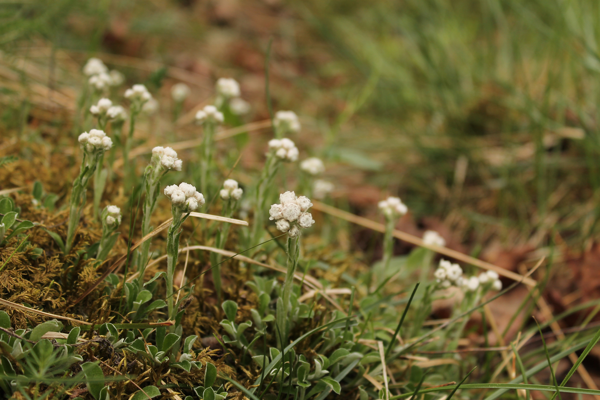 Mountain everlasting (Antennaria dioica) / Photo: J. Lampinen