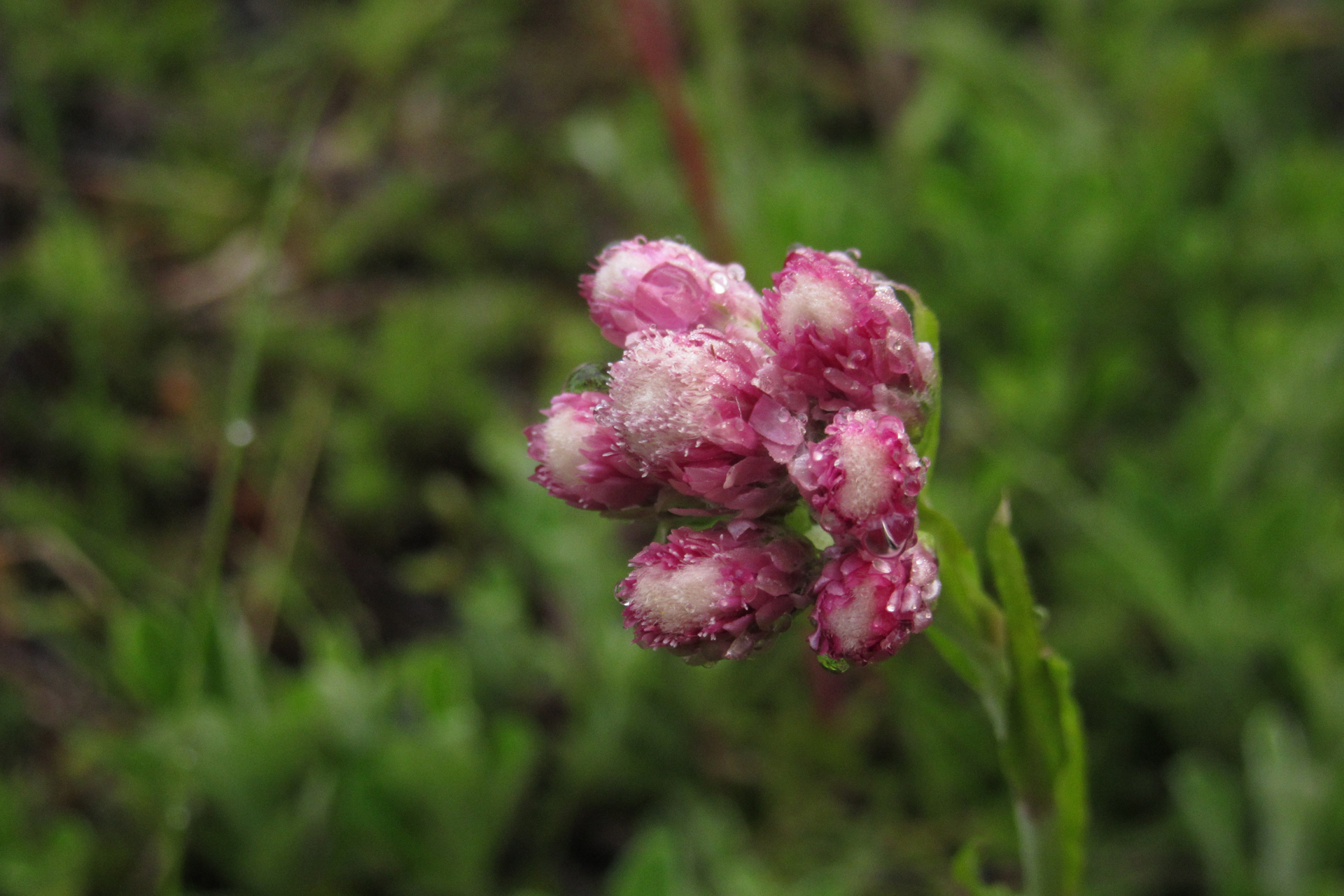 Kissankäpälä (Antennaria dioica) / Kuva: E. Kosonen