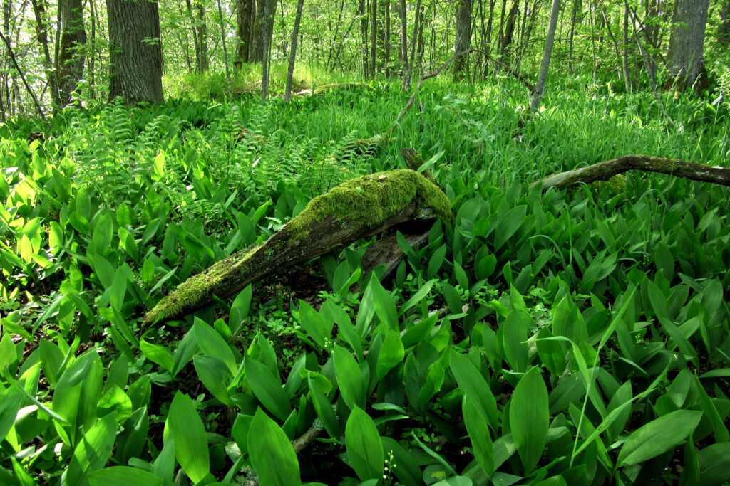 Uniform patches of lily of the valley are created through vegetative reproduction. / Photo: E. Kosonen