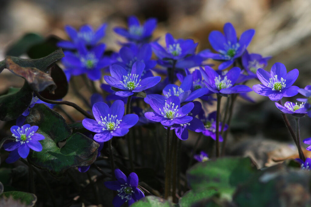 Hepatica (Hepatica nobilis) / Photo: A. Kuusela