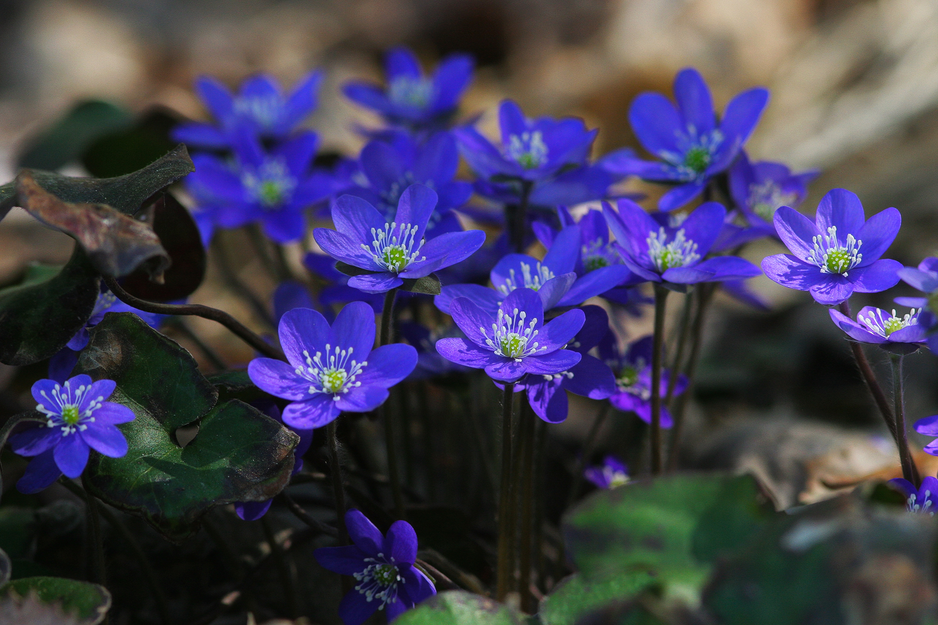 Blåsippa (Hepatica nobilis) / Bild: A. Kuusela