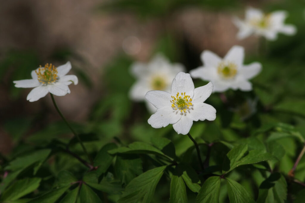 Wood anemones (Anemone nemorosa) flower impressively in May. / Photo: A. Kuusela