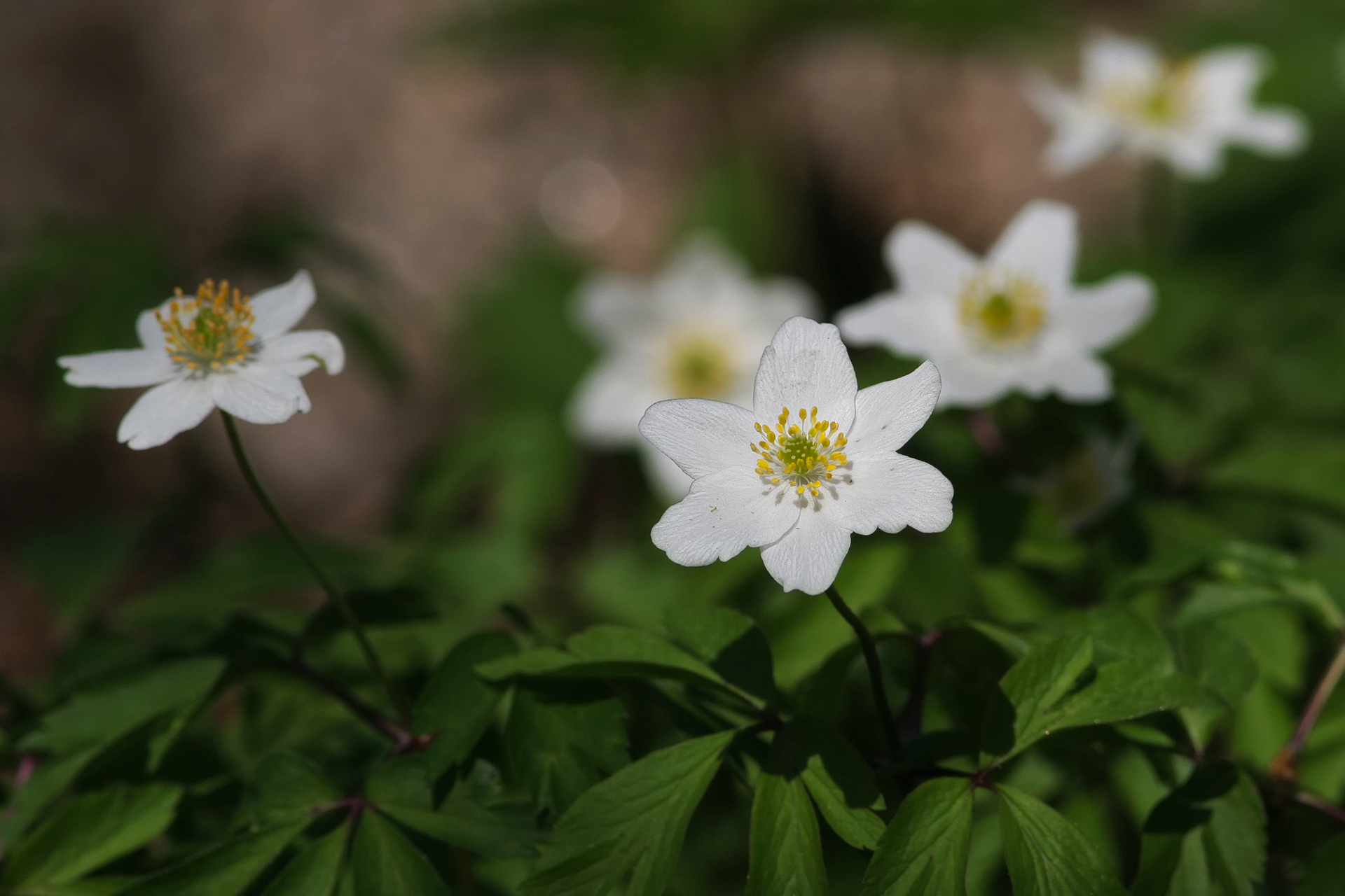 Vitsippan (Anemone nemorosa) blommar iögonfallande i maj. / Bild: A. Kuusela