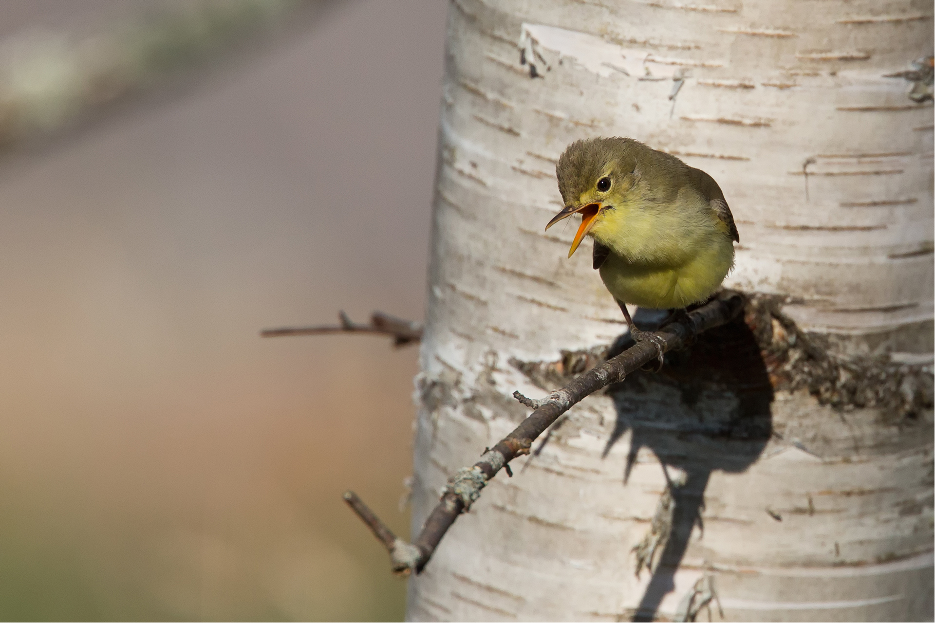 Icterine warbler (Hippolais icterina) / Photo: A. Kuusela