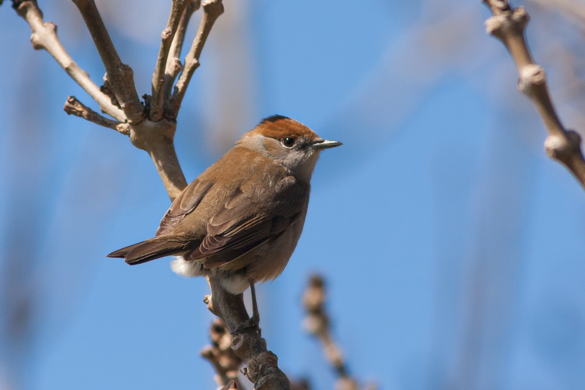 Svarthätta (Sylvia atricapilla) / Bild: A. Kuusela