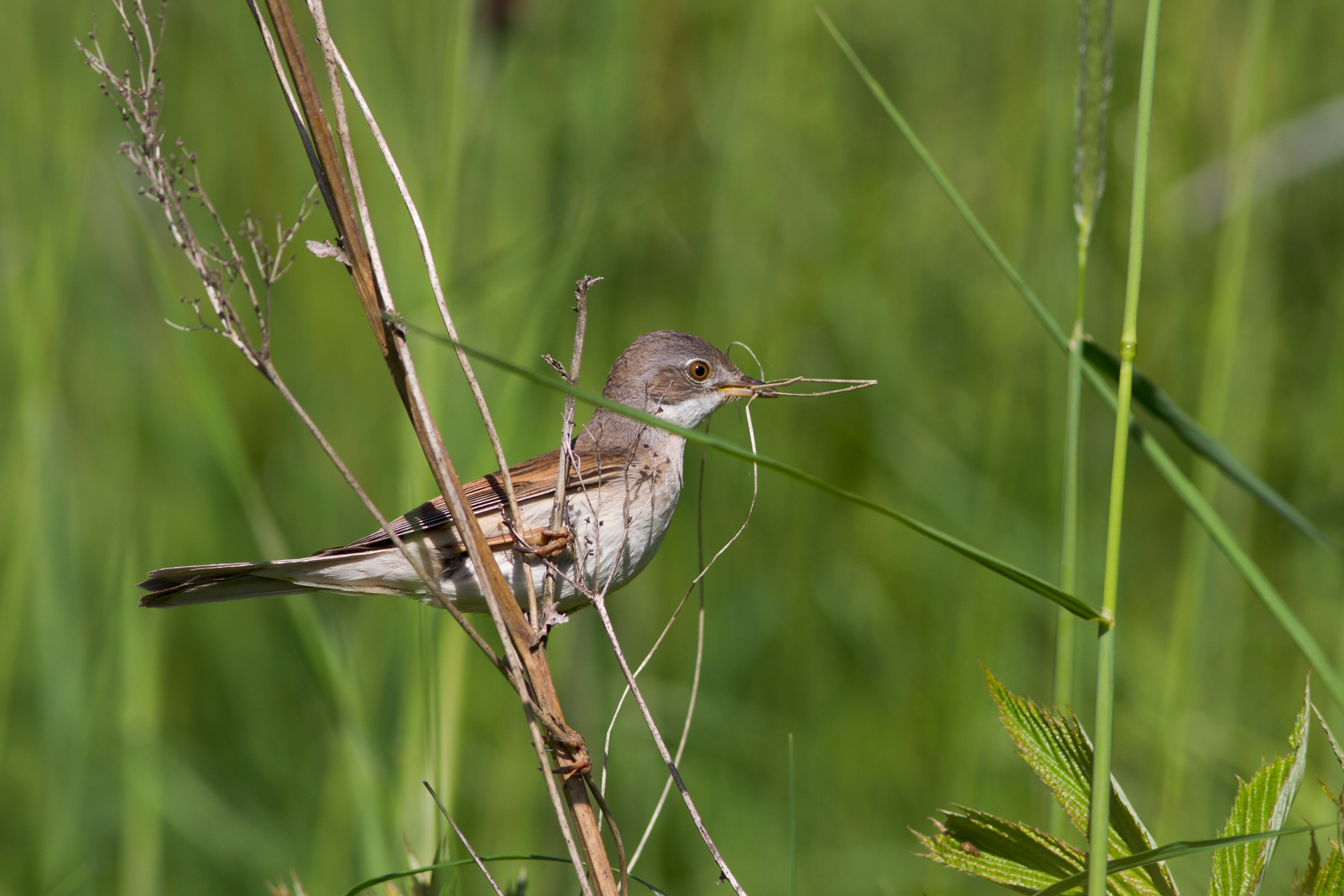 Törnsångare (Sylvia communis) / Bild: V-M. Suhonen