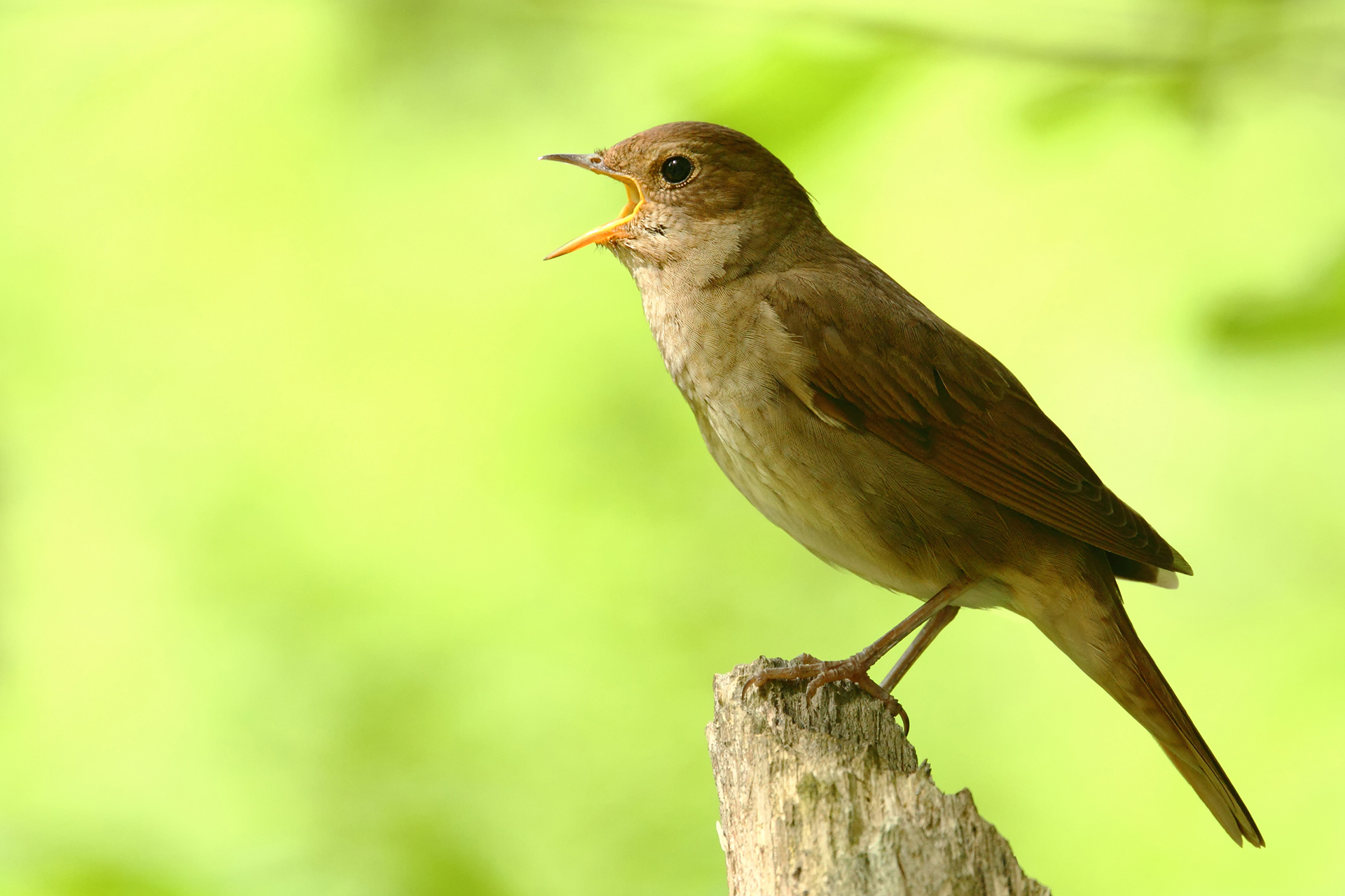 Näktergal (Luscinia luscinia) / Bild: A. Kuusela