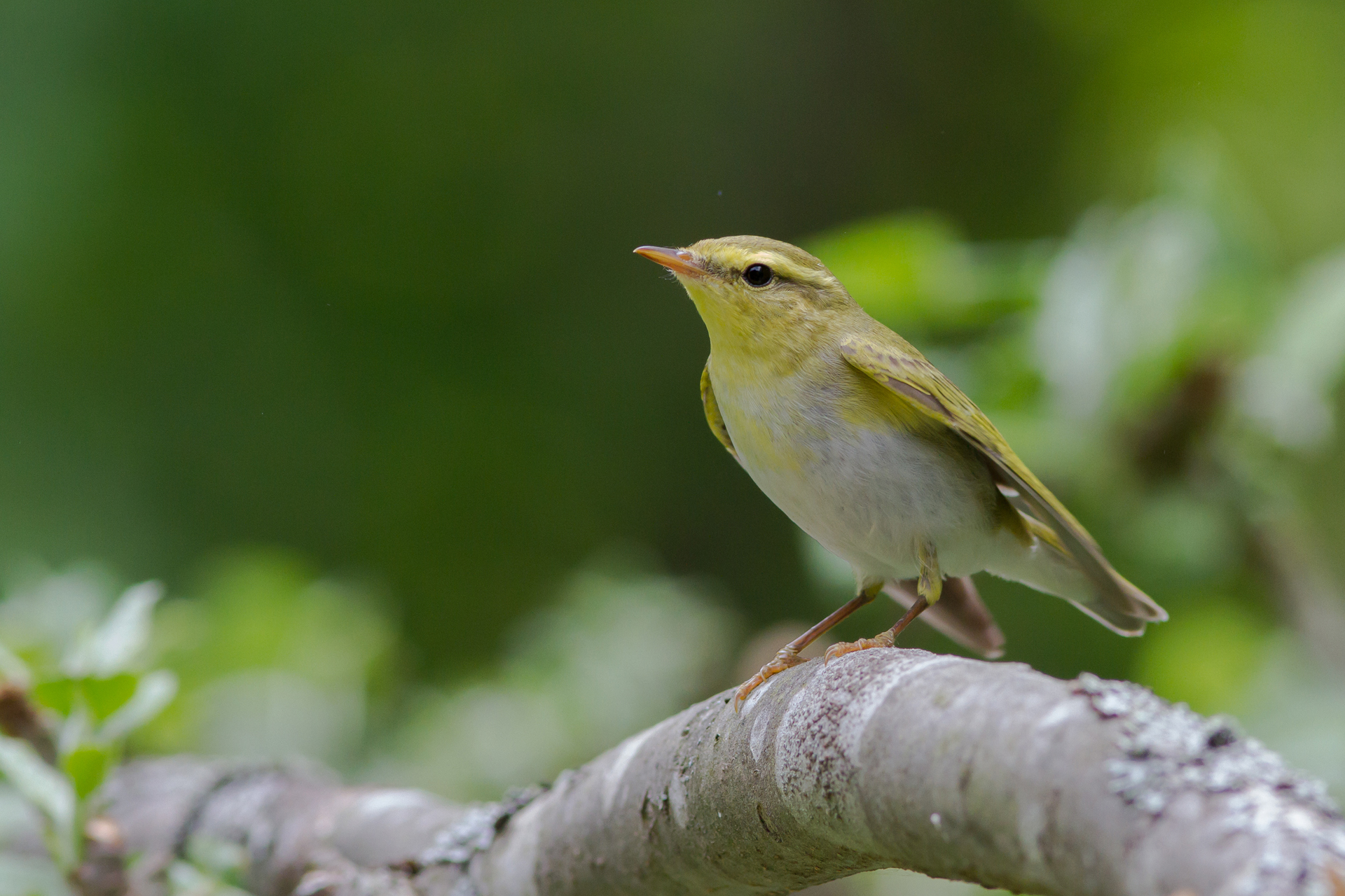 Wood warbler (Phylloscopus sibilatrix) / Photo: V-M. Suhonen