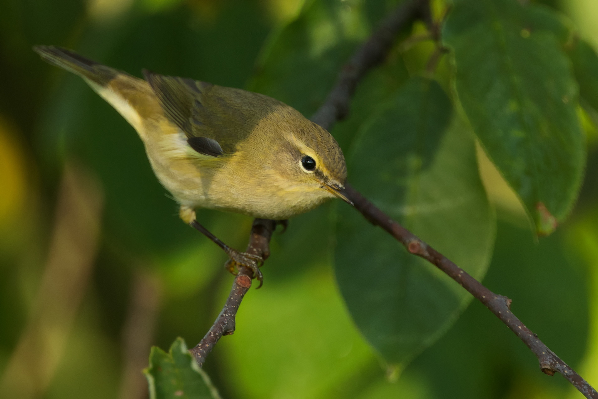 Gransångare (Phylloscopus collybita) / Bild: A. Kuusela