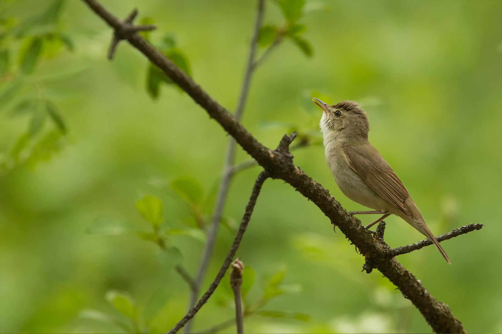 Busksångare (Acrocephalus dumetorum) / Bild: A. Kuusela