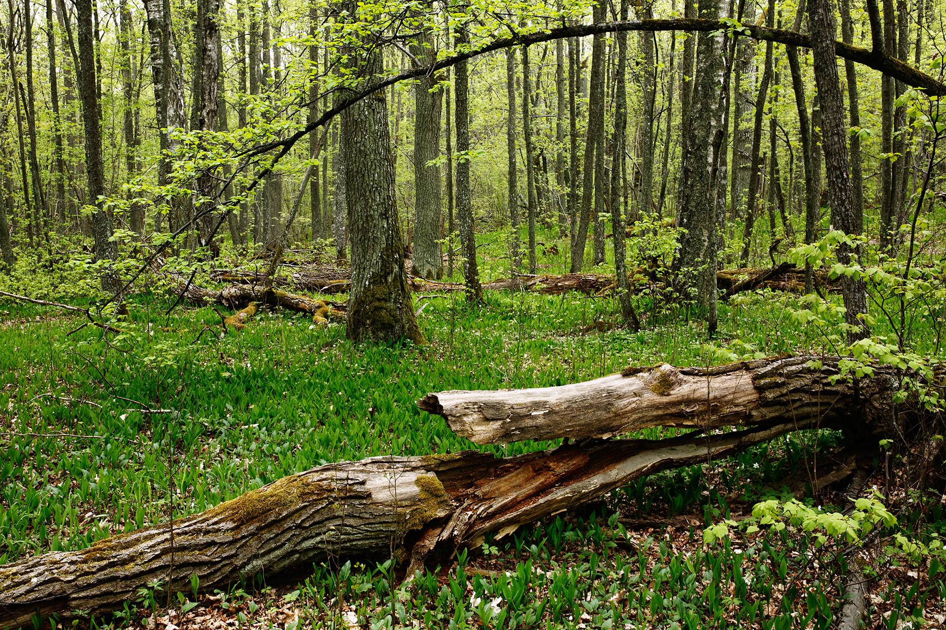 A herb-rich forest in spring / Photo: A. Kuusela