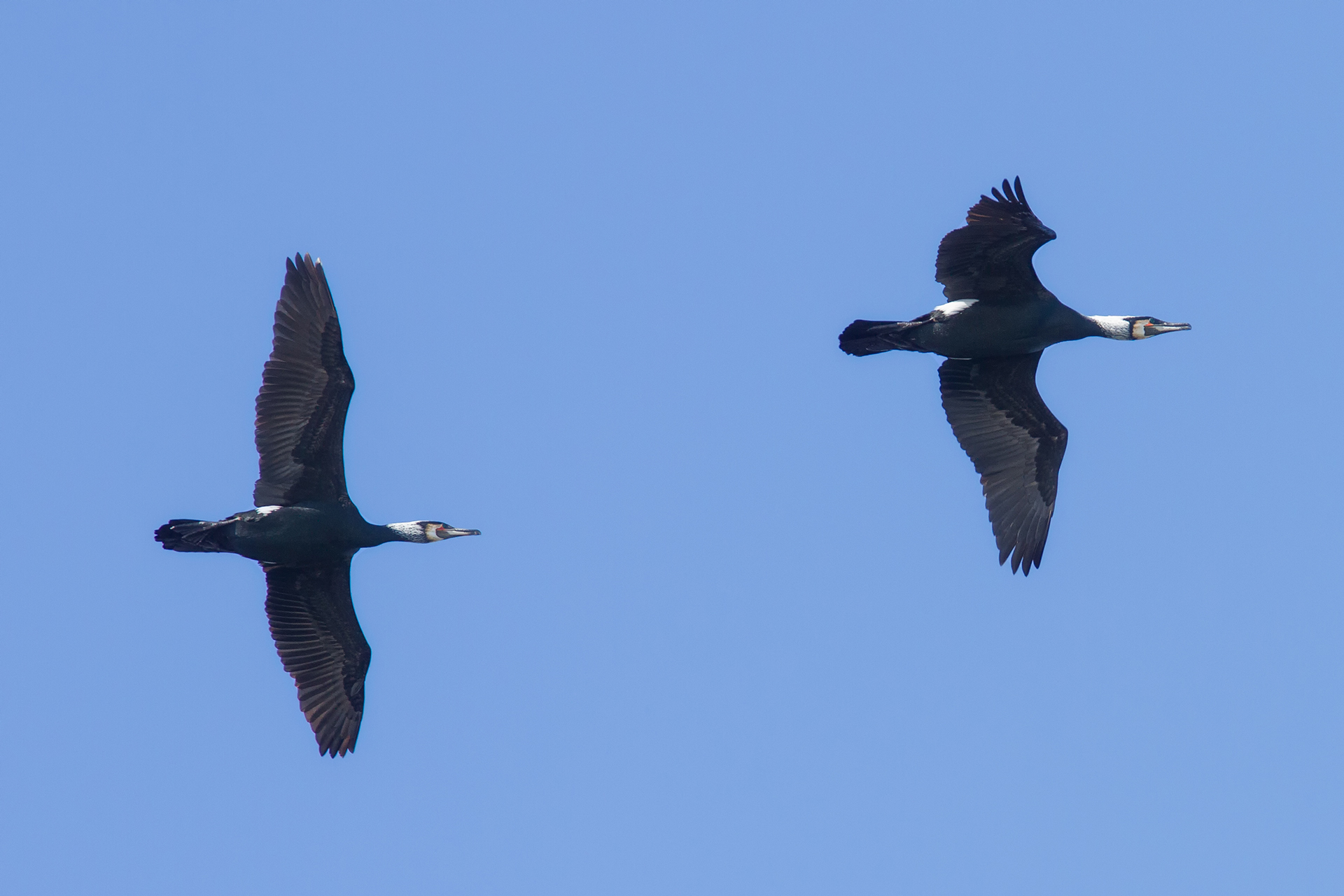 Great cormorant / Photo: A. Kuusela