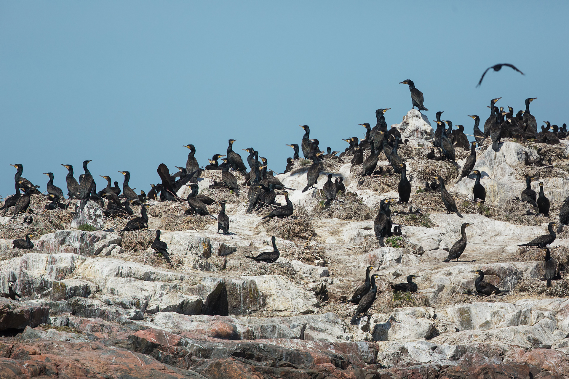 Great cormorants / Photo: A. Kuusela