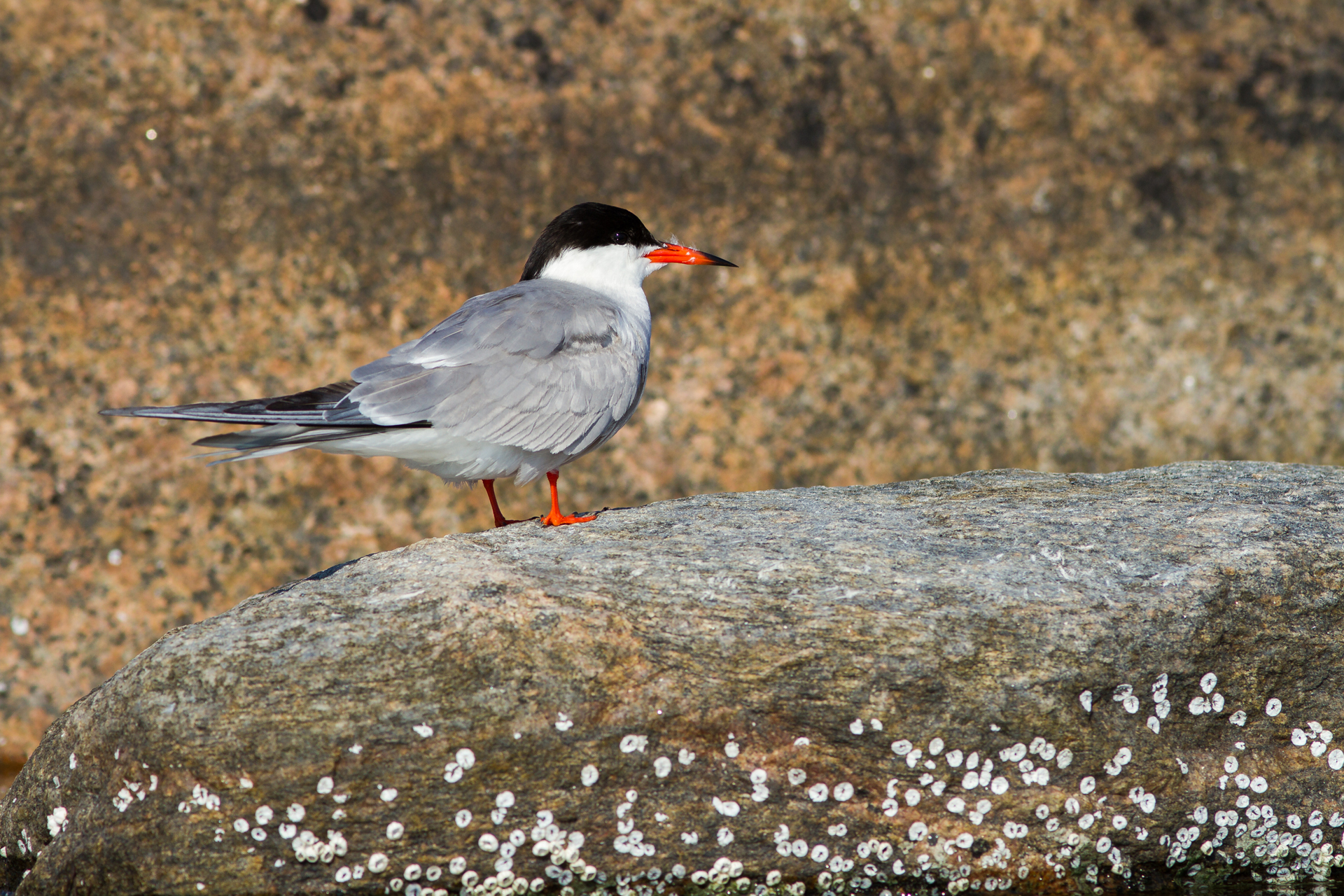 Fisktärna (Sterna hirundo) / Bild: V-M. Suhonen