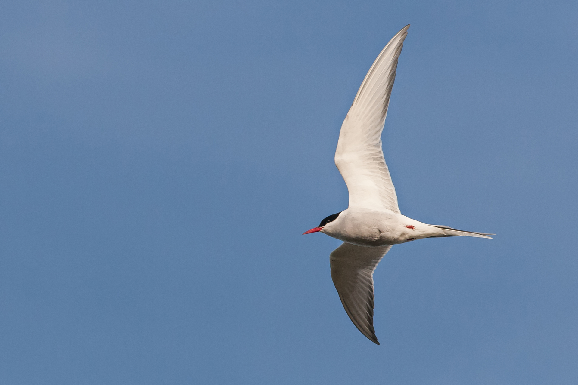 An Arctic tern in flight / Photo: A. Kuusela