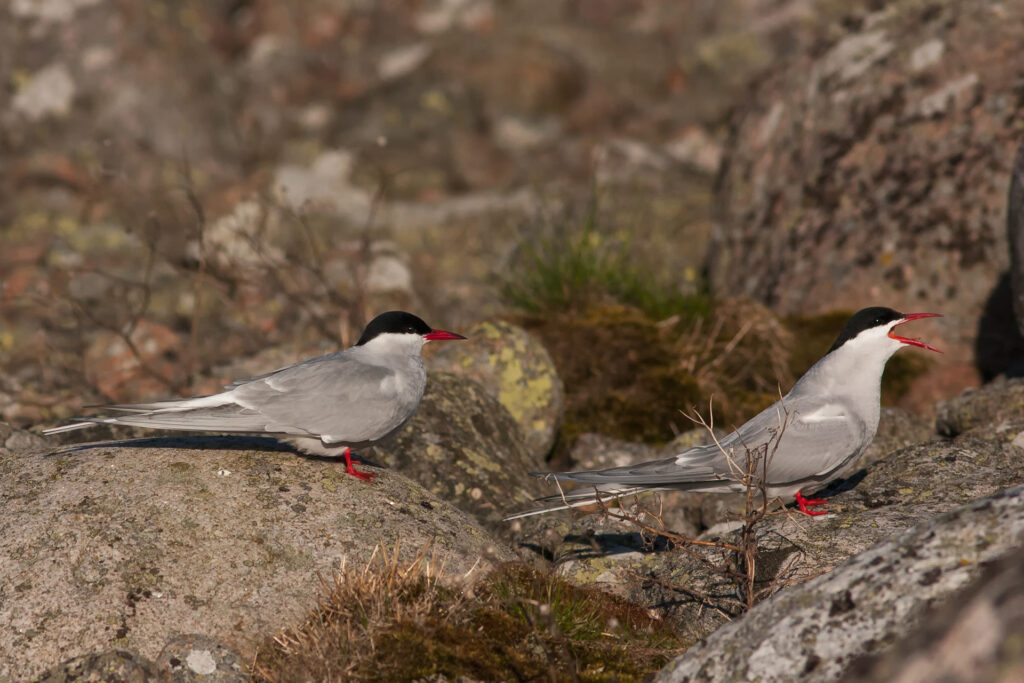 Silvertärna (Sterna paradisaea) / Bild: A. Kuusela