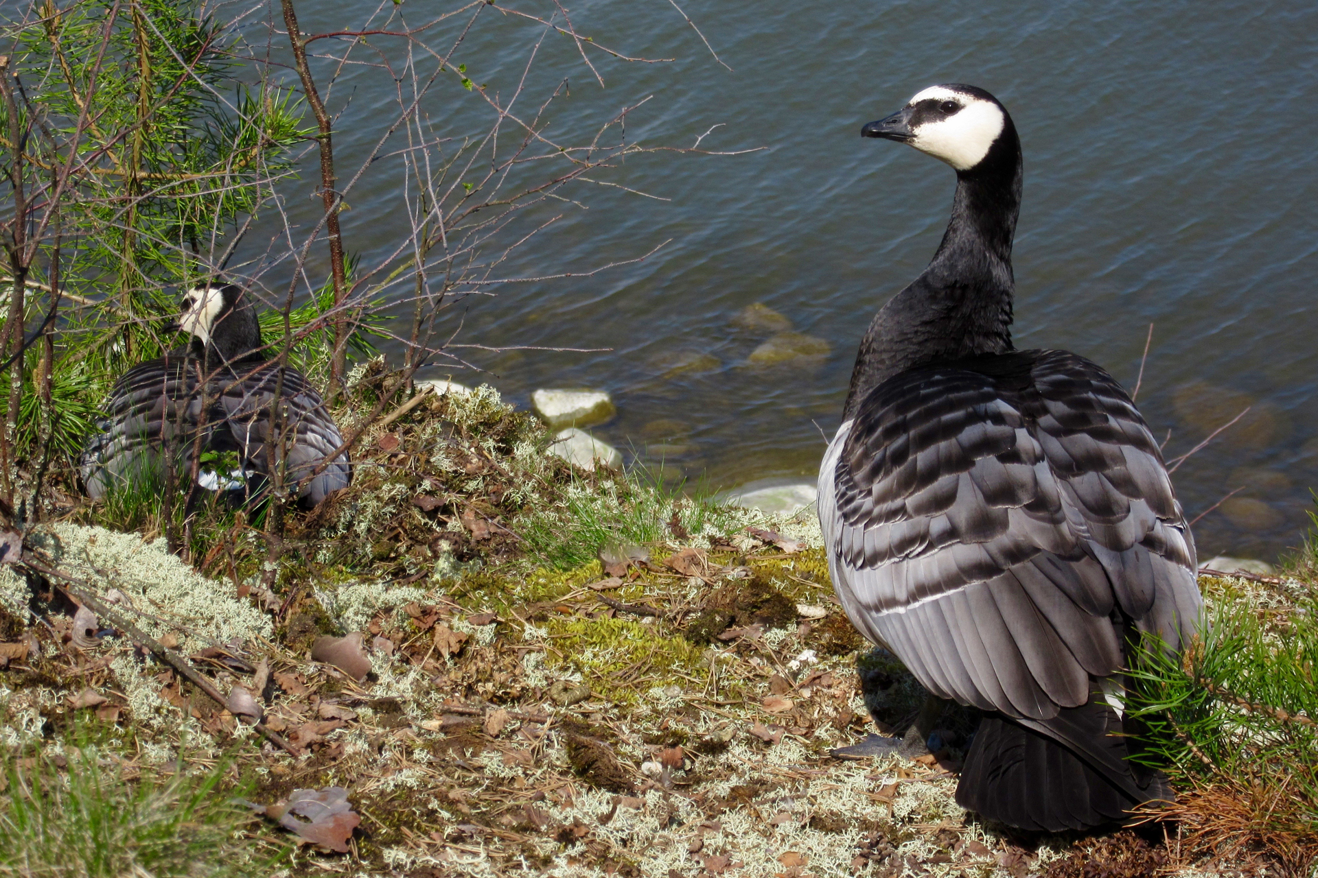 A pair of barnacle geese / Photo: E. Kosonen