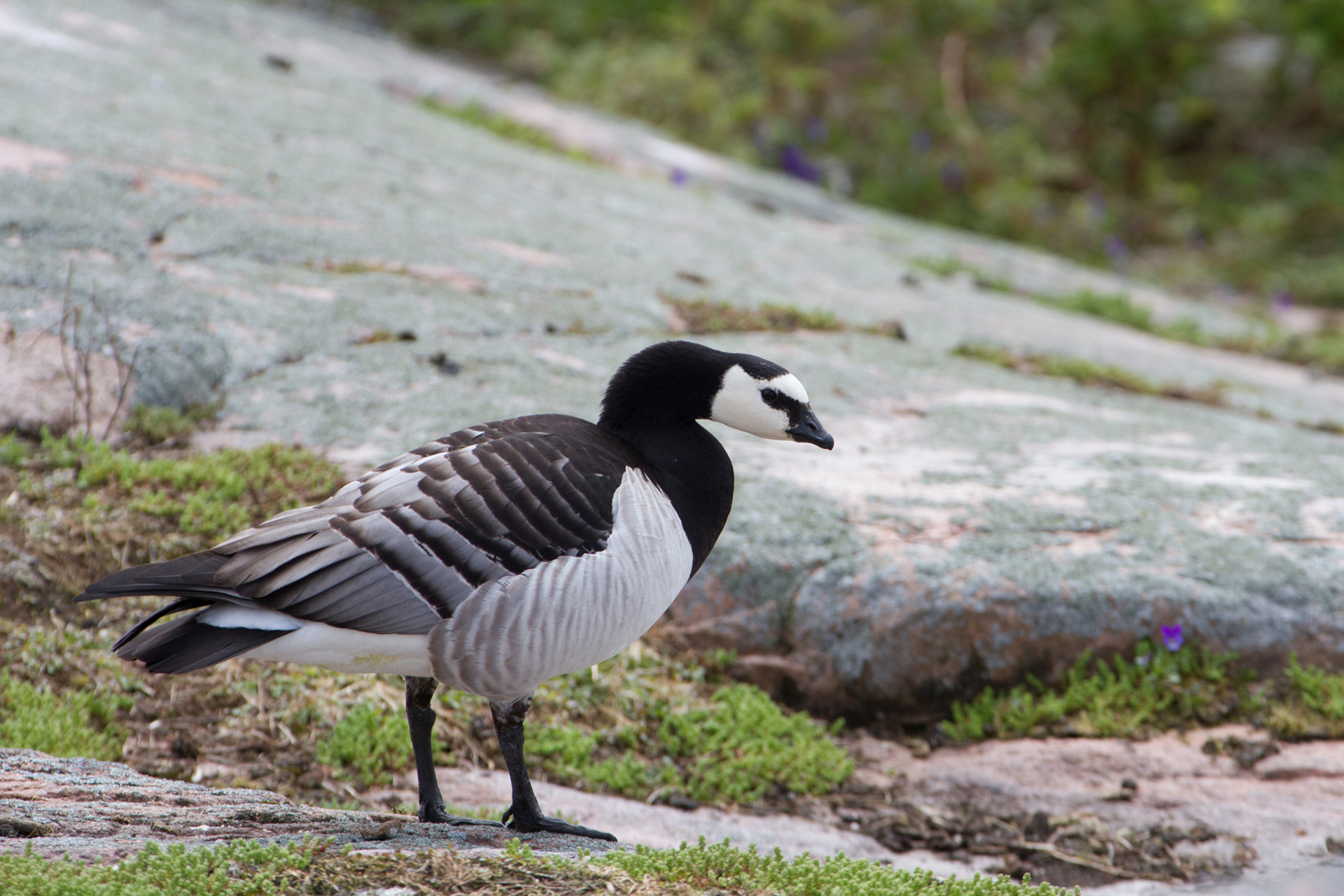 Vitkindad gås (Branta leucopsis) / Bild: V-M. Suhonen