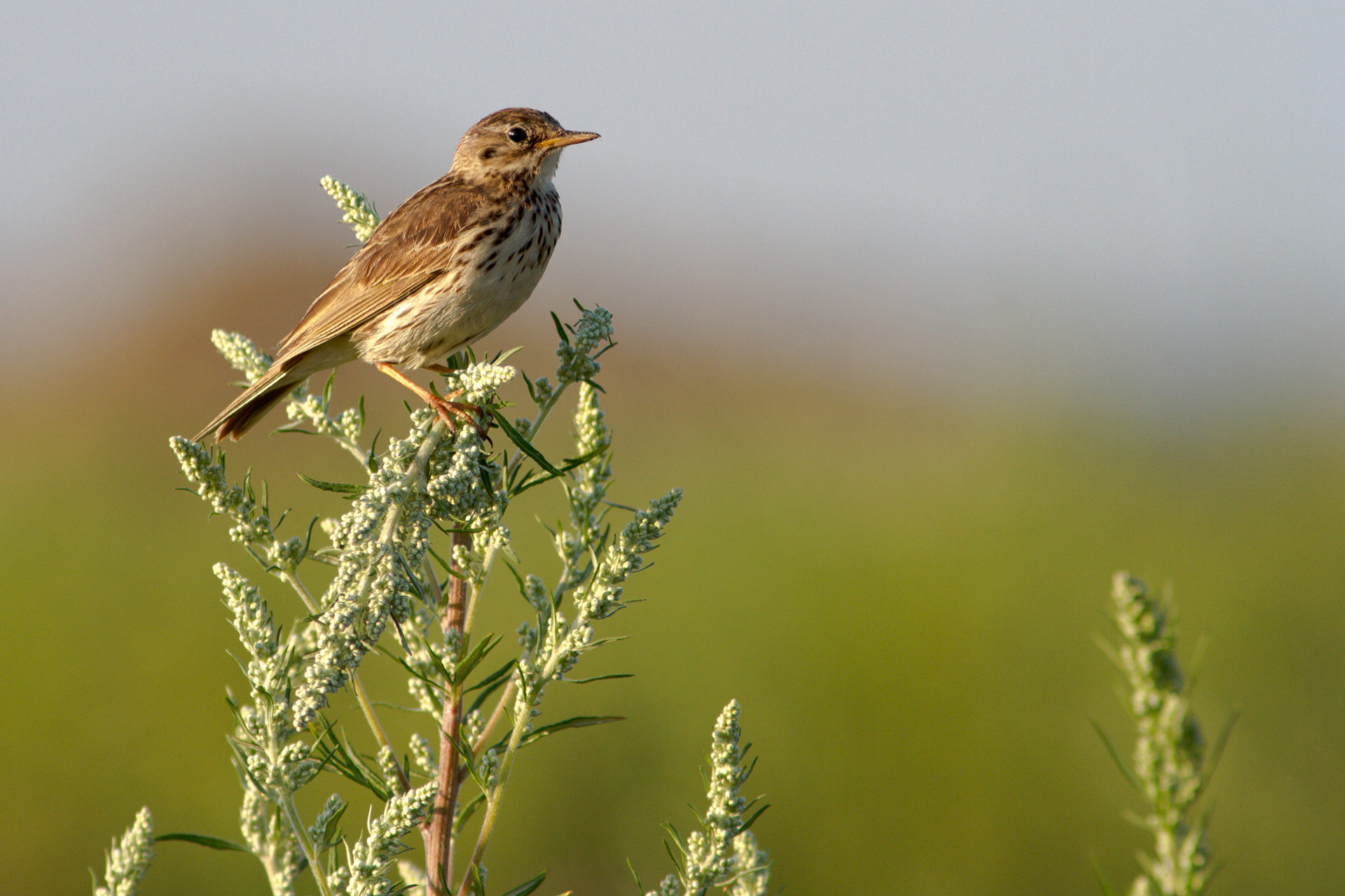 Meadow pipit (Anthus pratensis) / Photo: V-M. Suhonen