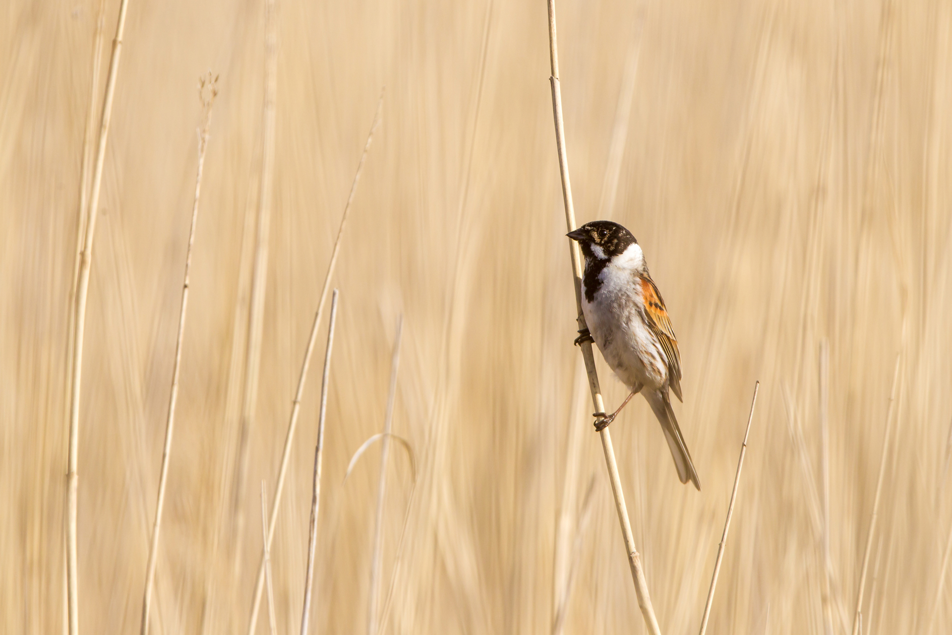 Common reed bunting (Schoeniclus schoeniclus) / Photo: V-M. Suhonen