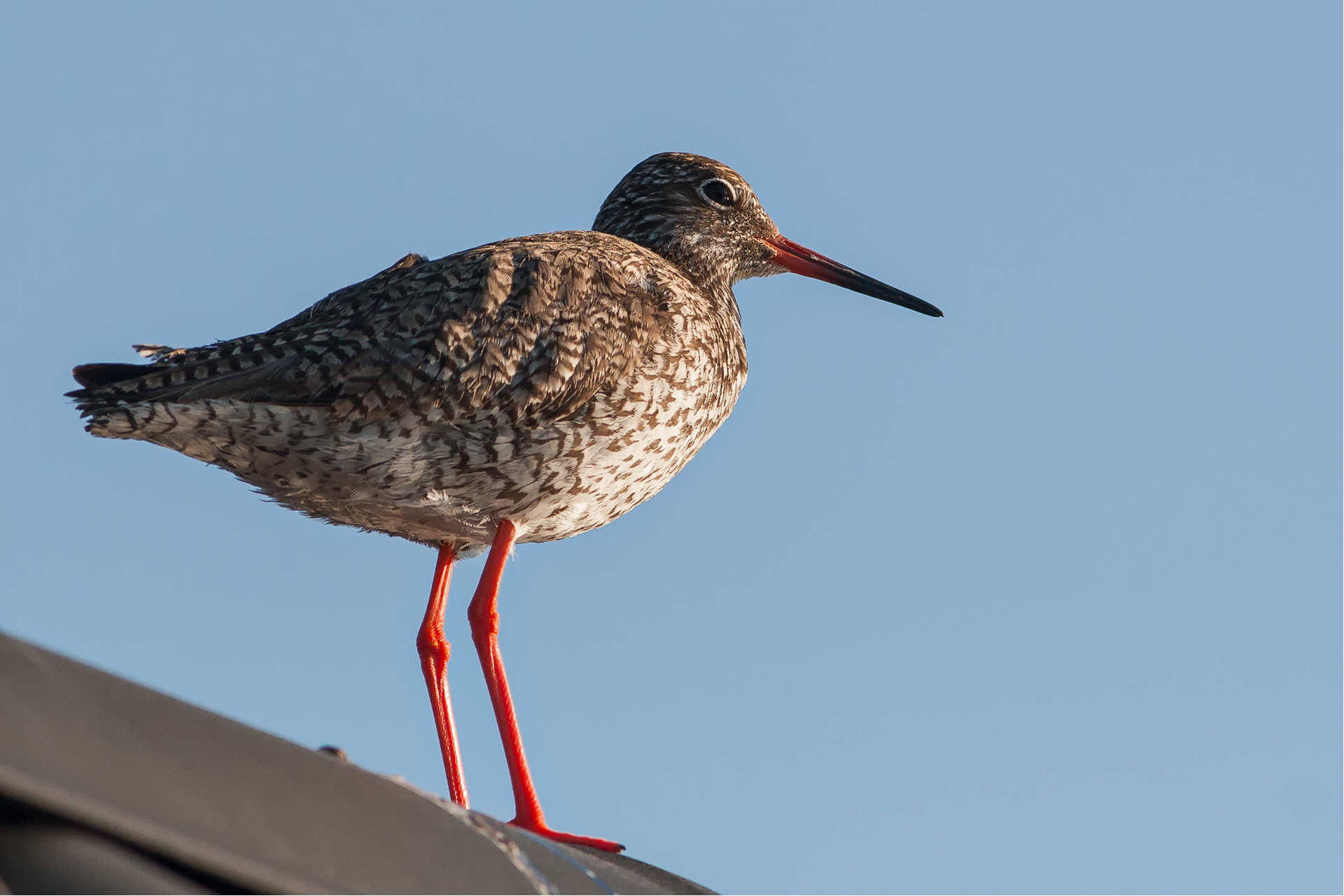 Rödbena (Tringa totanus) / Bild: A. Kuusela