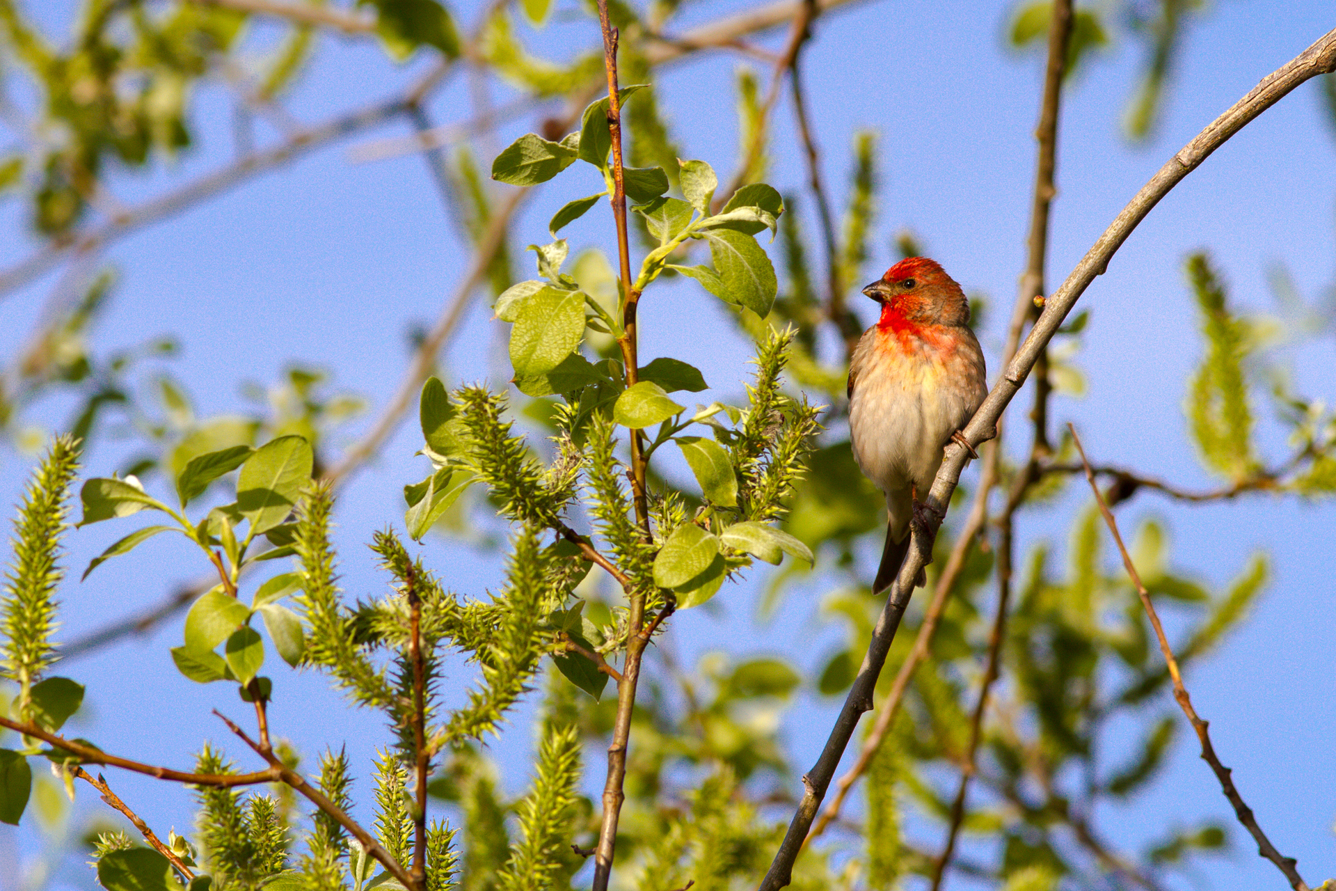 Scarlet rosefinch (Carpodacus erythrinus) / Photo: V-M. Suhonen