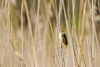 Ruokokerttunen (Acrocephalus schoenobaenus) / Kuva: V-M. Suhonen
