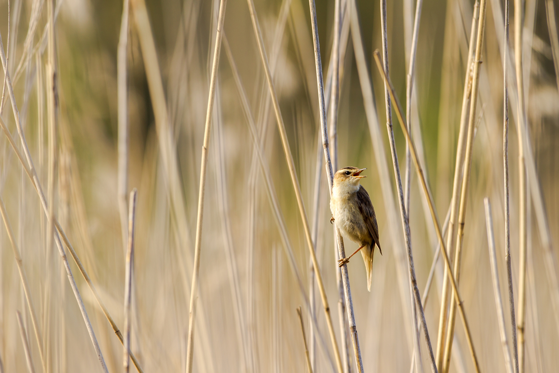 Sedge warbler (Acrocephalus schoenobaenus) / Photo: V-M. Suhonen