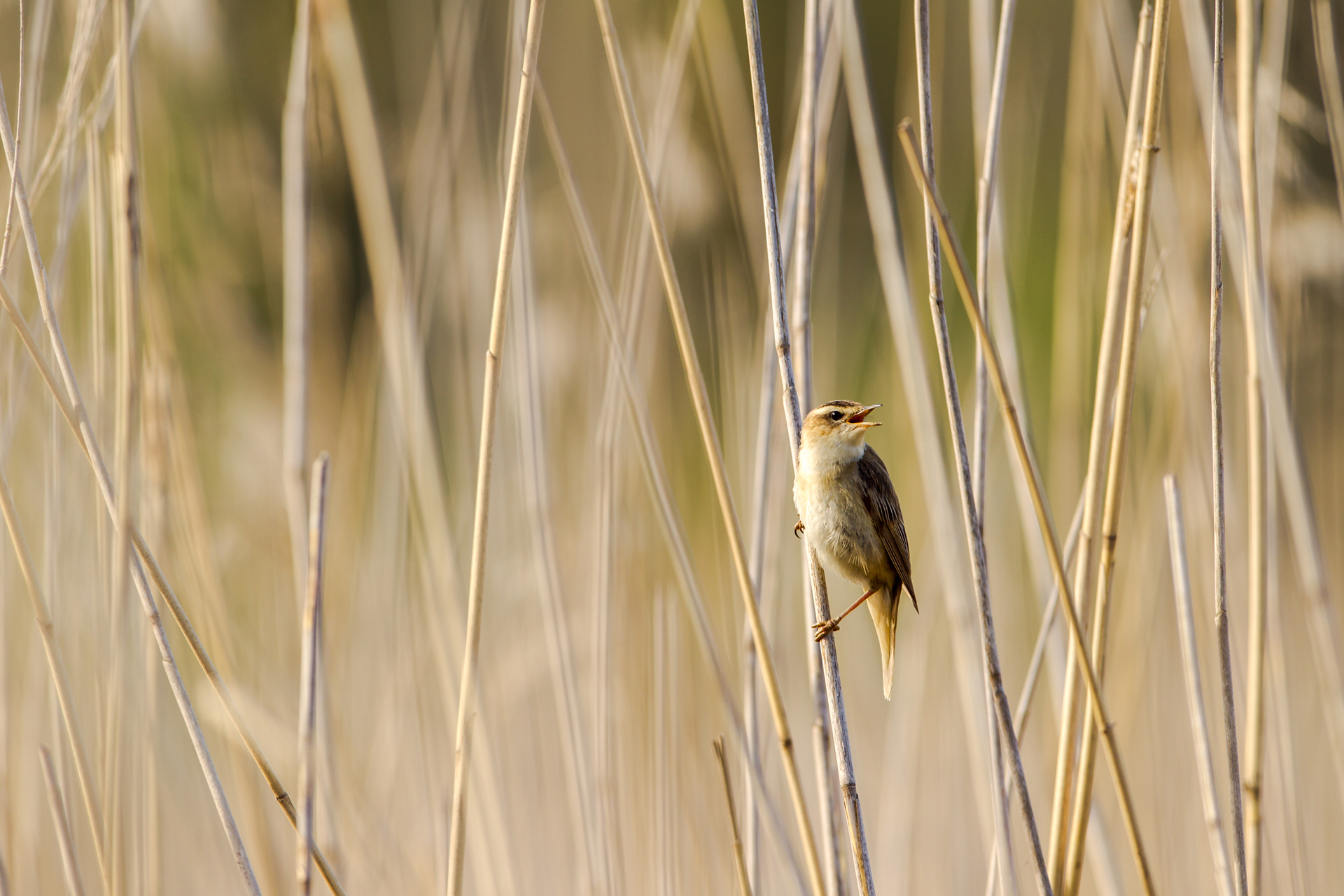 Sedge warbler (Acrocephalus schoenobaenus) / Photo: V-M. Suhonen