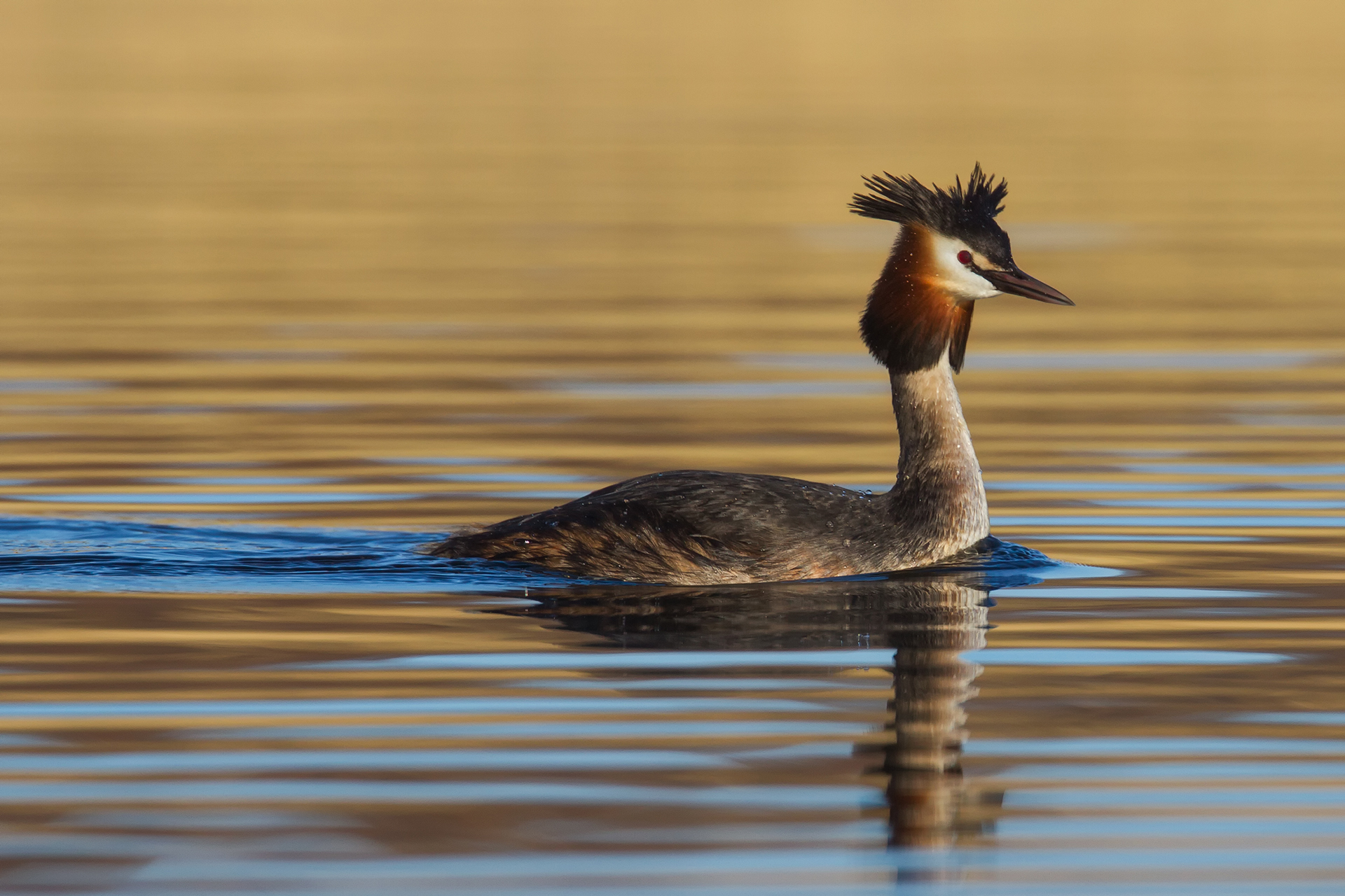 Silkkiuikku (Podiceps cristatus) / Kuva: A. Kuusela