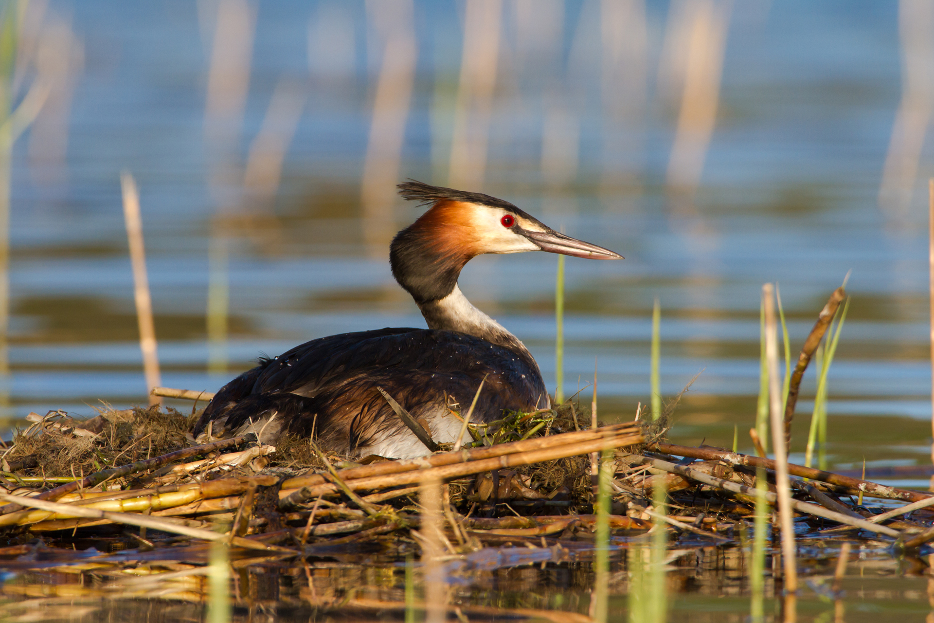 A great crested grebe at its nest / Photo: V-M. Suhonen
