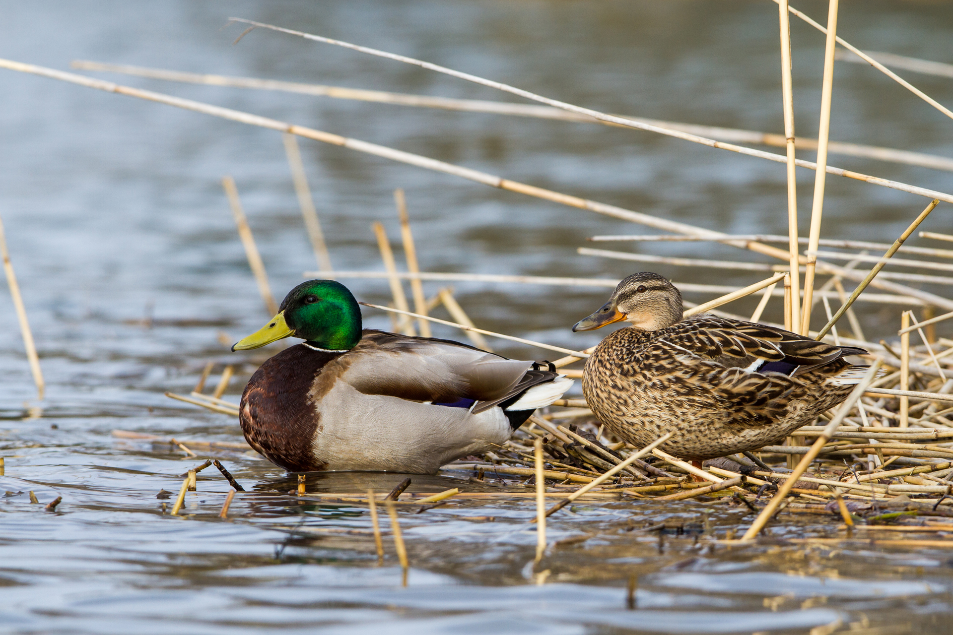 A pair of mallards (Anas platyrhynchos) / Photo: V-M. Suhonen